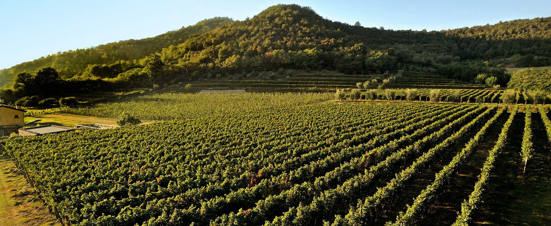 Viticoltori in Franciacorta