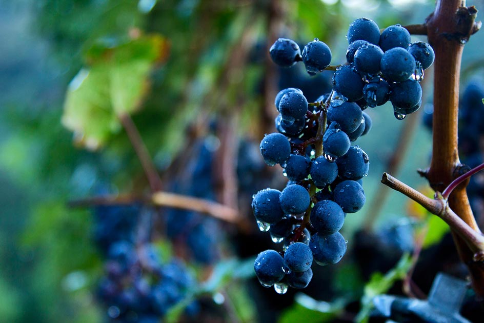 Uve biologiche Franciacorta